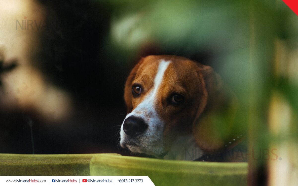 2026_Nirvana_SMY1_Pet-01B.jpg