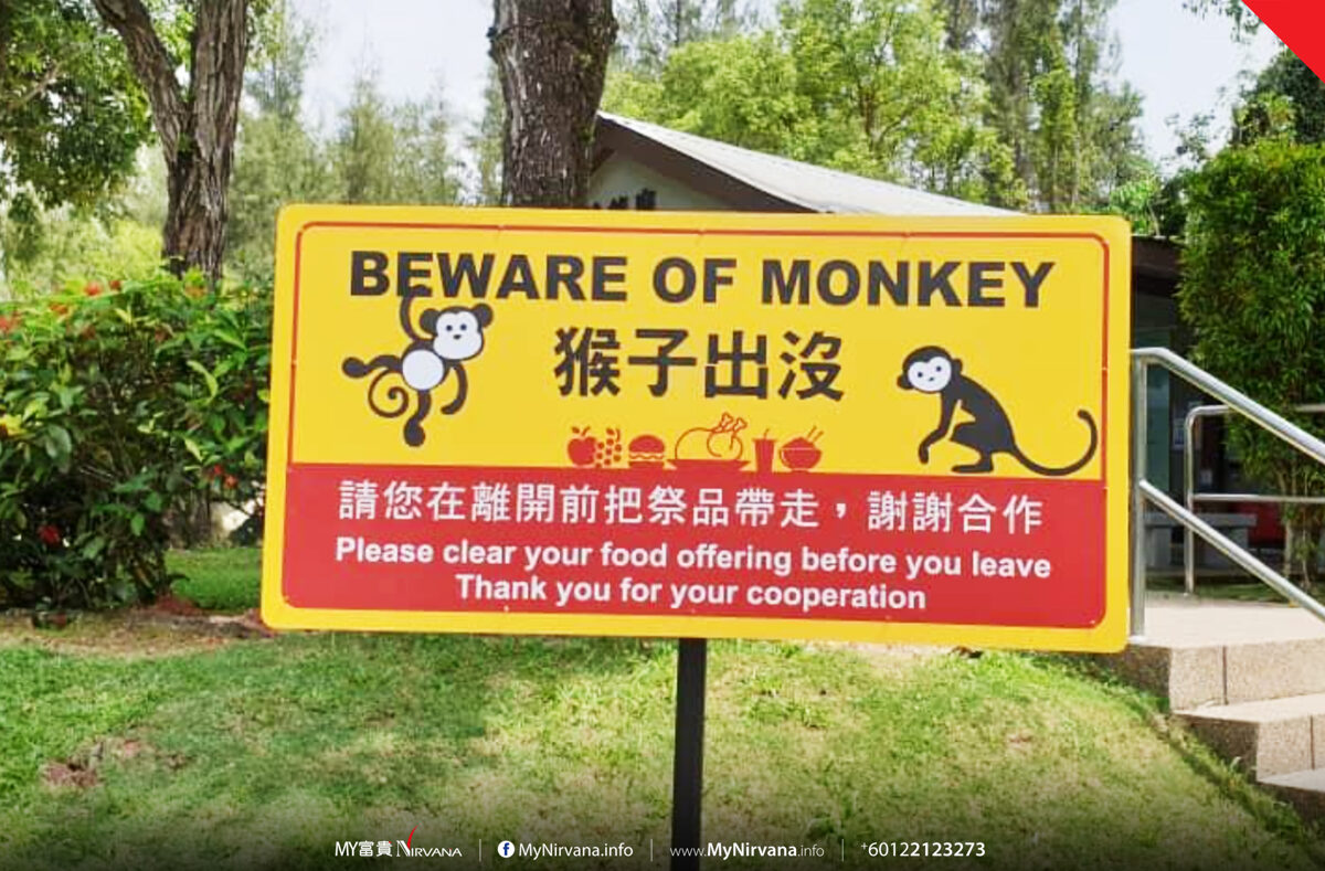 富贵山庄有猴子出没