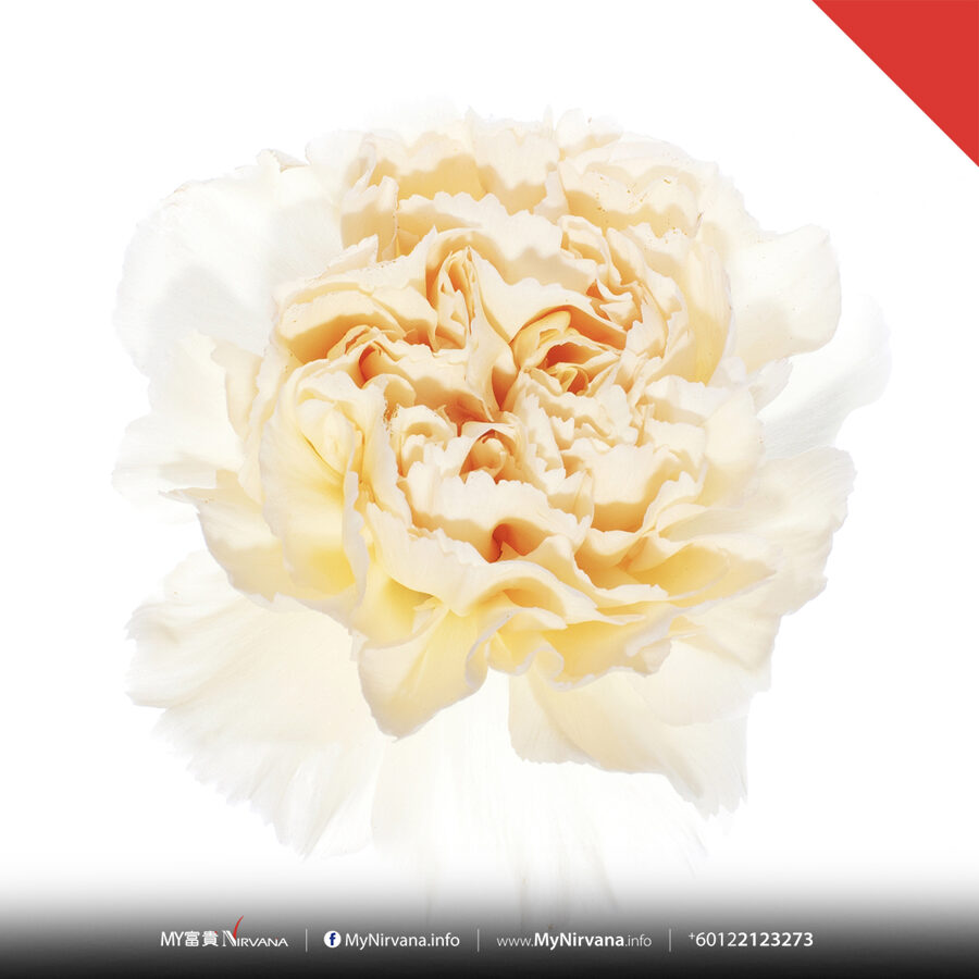 White Carnation Condolence Flowers | Sg Florist x Nirvana | MyNirvana.info