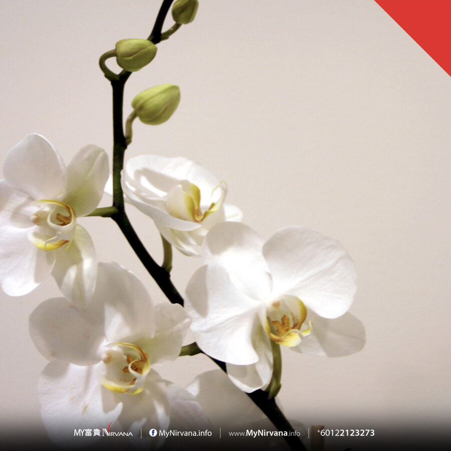 White Orchid Condolence Flowers | Sg Florist x Nirvana | MyNirvana.info