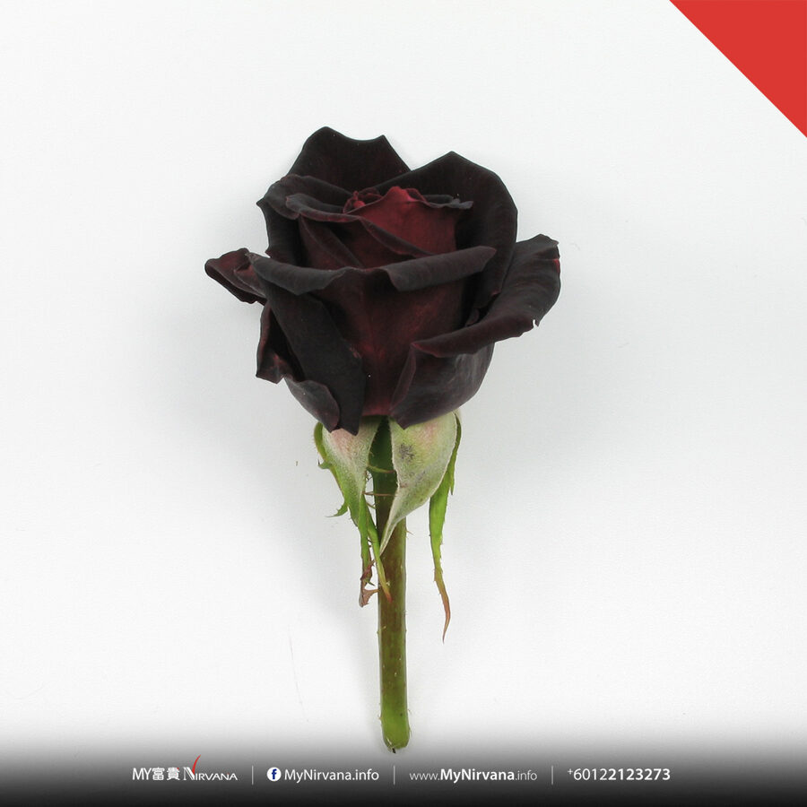 Dark Red Rose Condolence Flowers | Sg Florist x Nirvana | MyNirvana.info