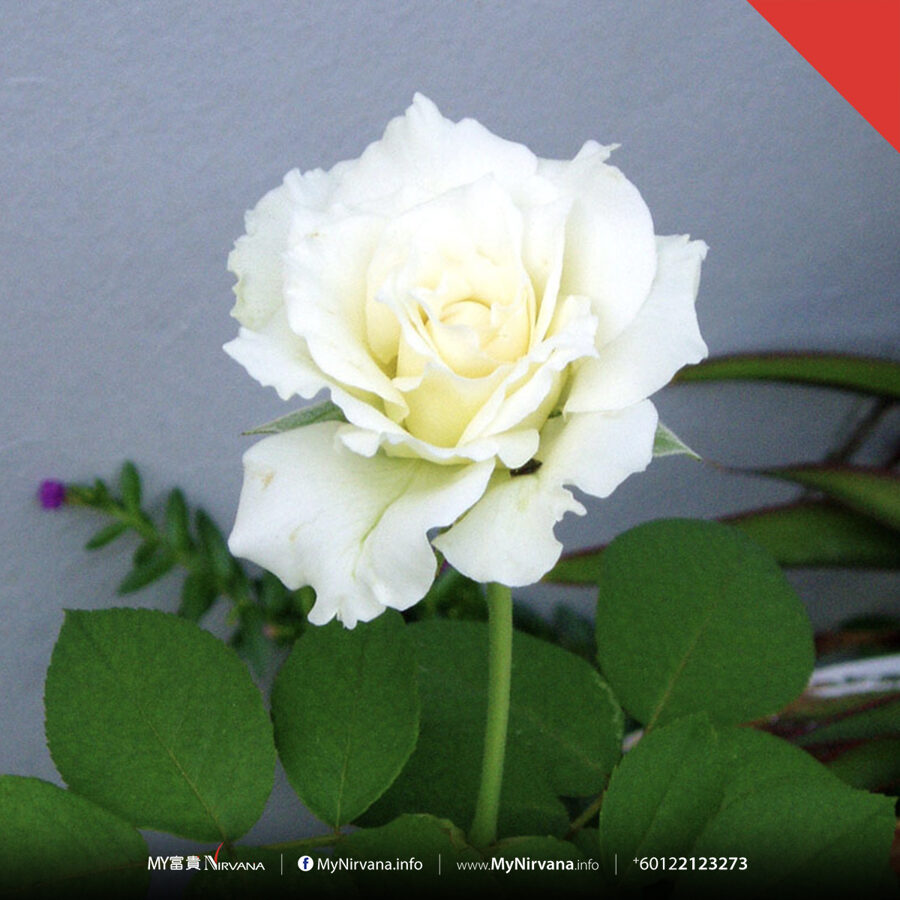 White Rose Condolence Flowers | Sg Florist x Nirvana | MyNirvana.info