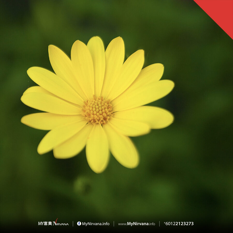 Yellow Daisy Condolence Flowers | Sg Florist x Nirvana | MyNirvana.info